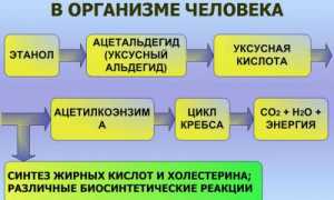Алкогольный панкреатит: симптомы, лечение, прогноз выживаемости