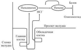 Сок поджелудочной железы, её состав, ферменты и секреция