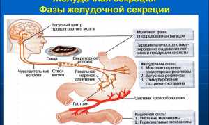 Фазы желудочной секреции: мозговая, желудочная, кишечная