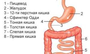 Гастрит – симптомы и лечение хронического гастрита у взрослых, проявление