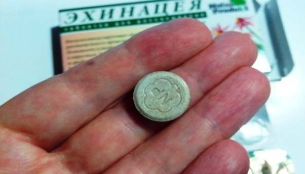 Эхинацея для иммунитета: полезные свойства лекарственного растения
