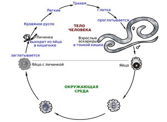 Аскариды жизненный цикл