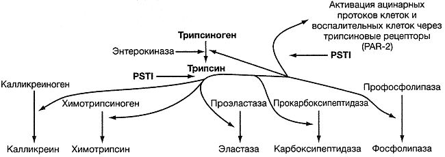 Пути активации проферментов и протеаз-активируемого рецептора PAR-2 трипсином