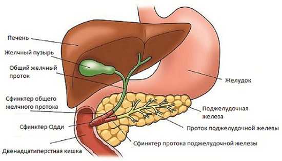 Строение билиарной системы