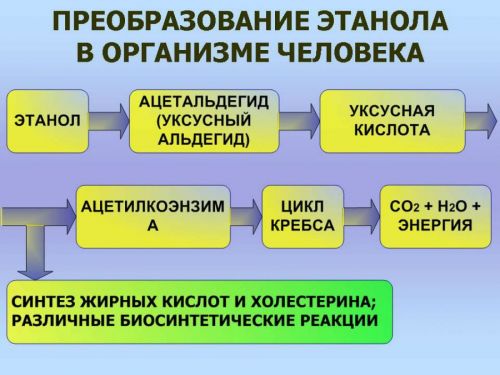 Метаболизм этанола в организме