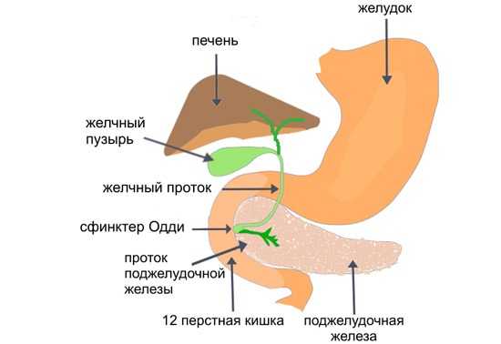 Билиарная система