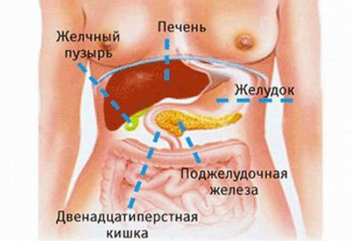 Строение внутренних органов