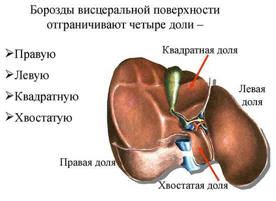 Доли печени