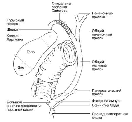 Холедох