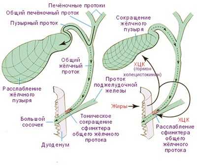 Механизм наполнения и опорожнения желчного пузыря