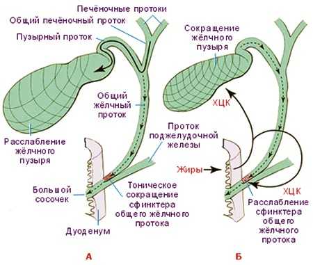 Движение желчи