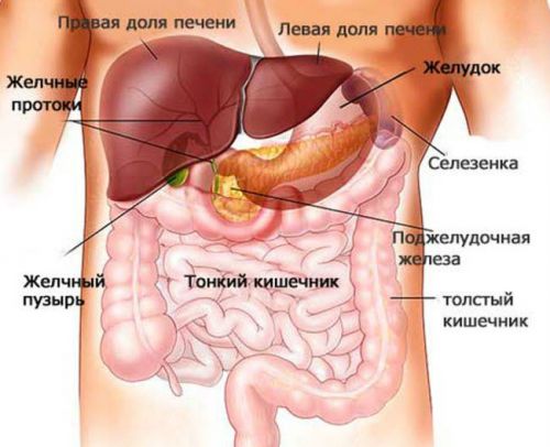 Расположение поджелудочной железы