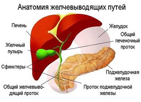 Причины увеличения желчного пузыря у ребенка