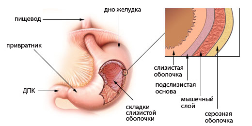 стенки желудка