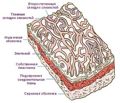 Строение стенки желчного пузыря