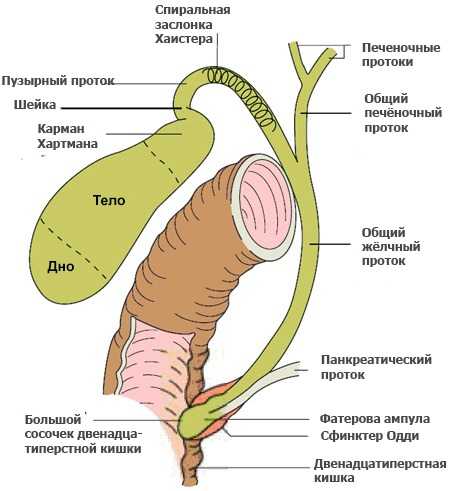 Строение желчного пузыря