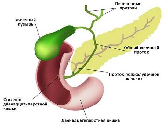 Желчный пузырь