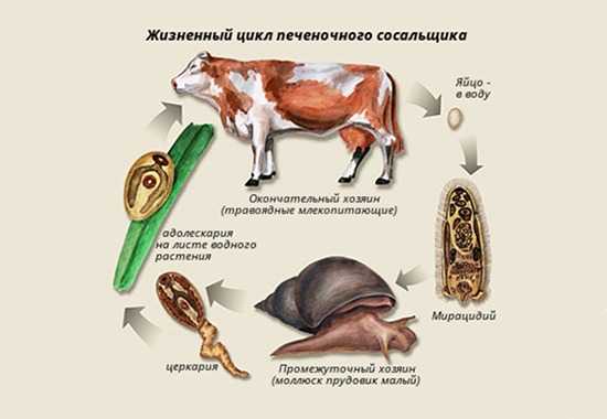 Жизненный цикл печеночного сосальщика